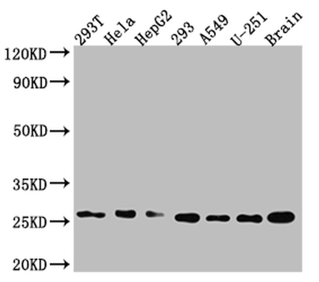 ID1 Antibody in Western Blot (WB)