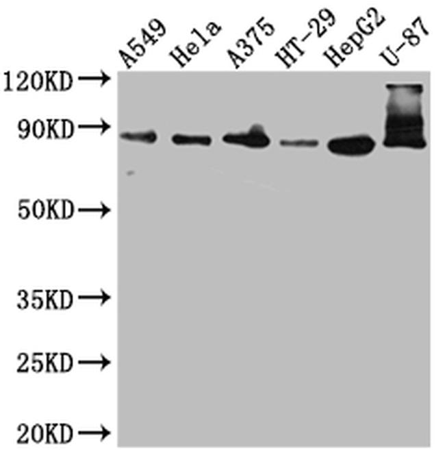 Furin Antibody in Western Blot (WB)