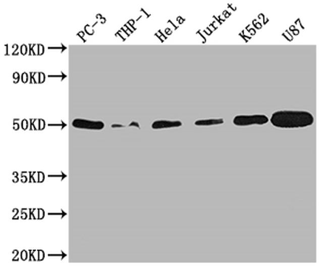 PTP1B Antibody in Western Blot (WB)