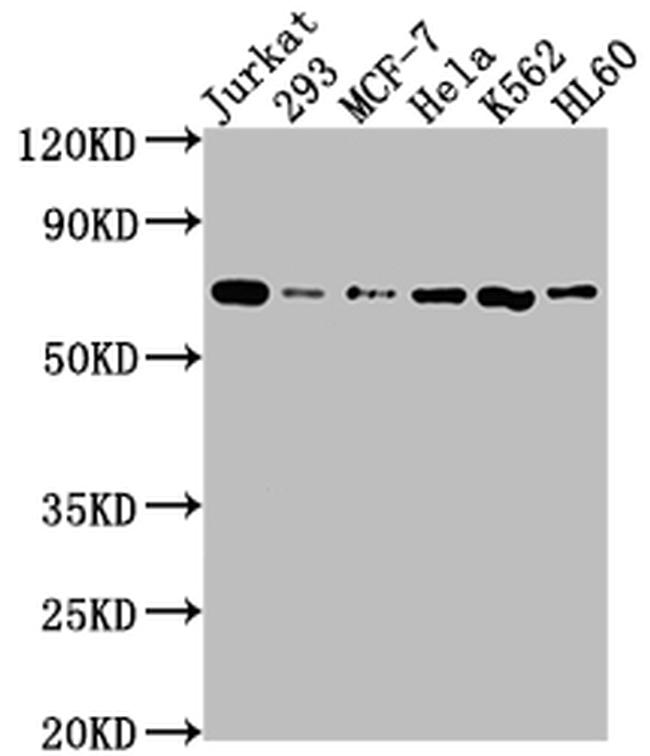 SHP2 Antibody in Western Blot (WB)