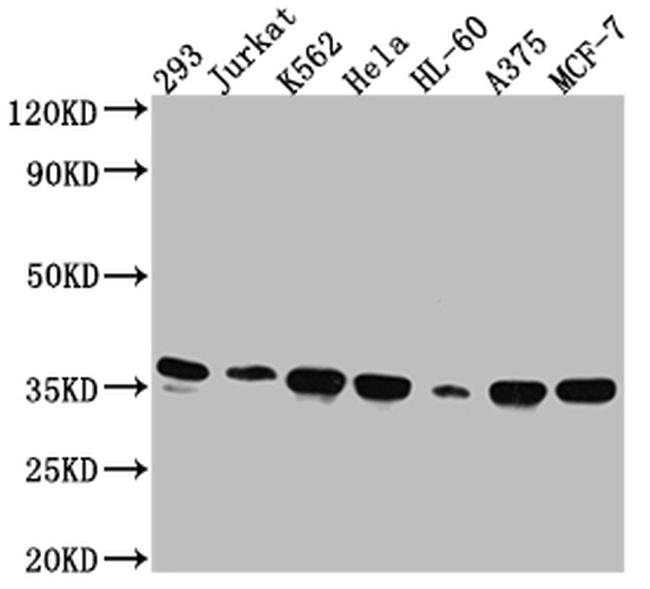 Syntaxin 4 Antibody in Western Blot (WB)