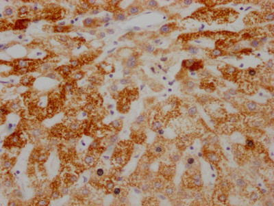 AIF Antibody in Immunohistochemistry (Paraffin) (IHC (P))