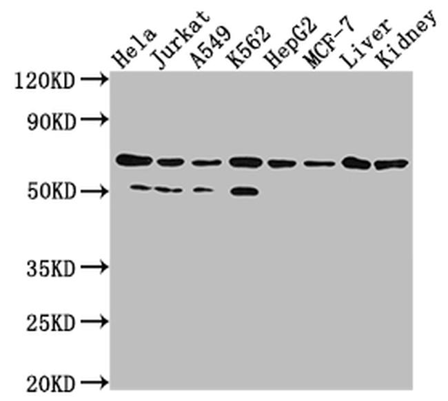 AIF Antibody in Western Blot (WB)