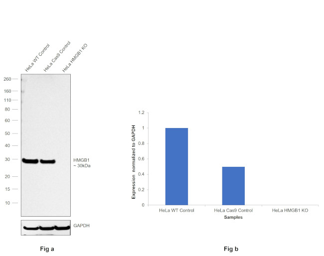 HMGB1 Antibody in Western Blot (WB)