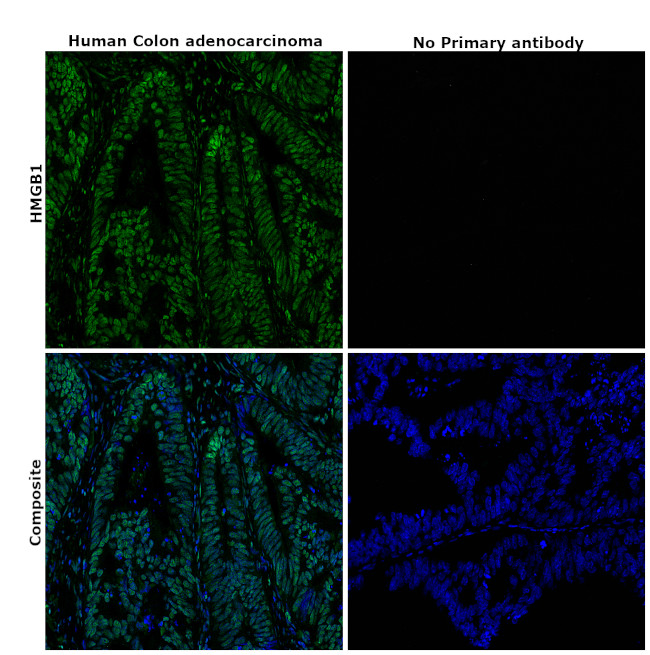 HMGB1 Antibody in Immunohistochemistry (Paraffin) (IHC (P))