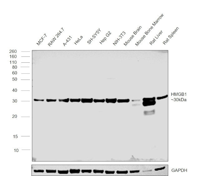 HMGB1 Antibody in Western Blot (WB)