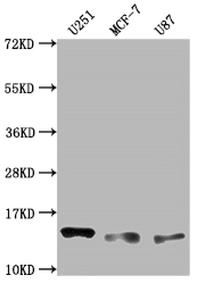 CD266 Antibody in Western Blot (WB)