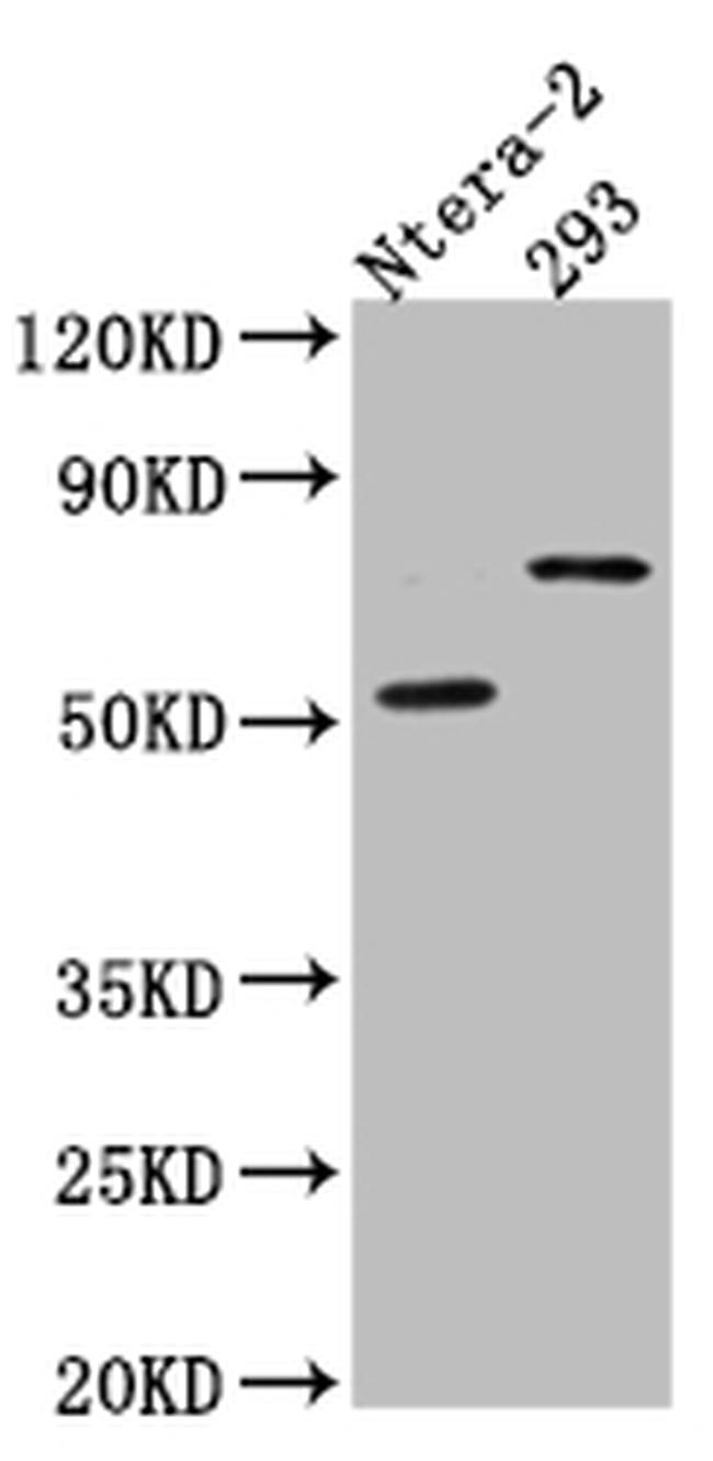 GABRA5 Antibody in Western Blot (WB)