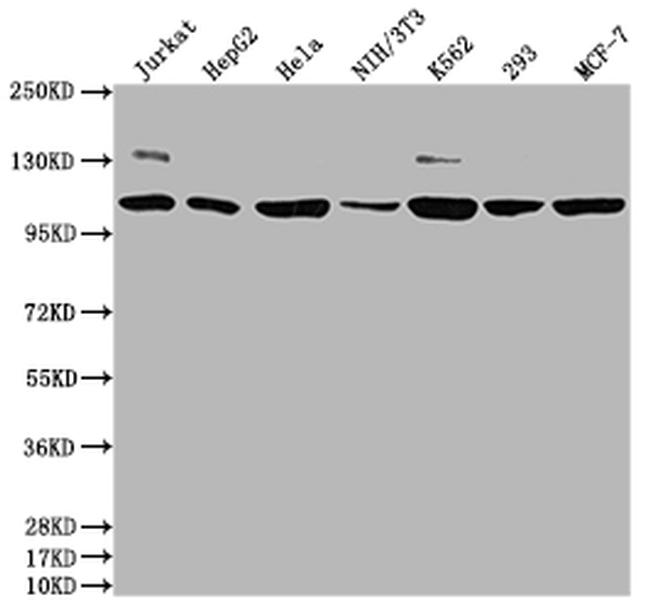 PIK3CA Antibody in Western Blot (WB)