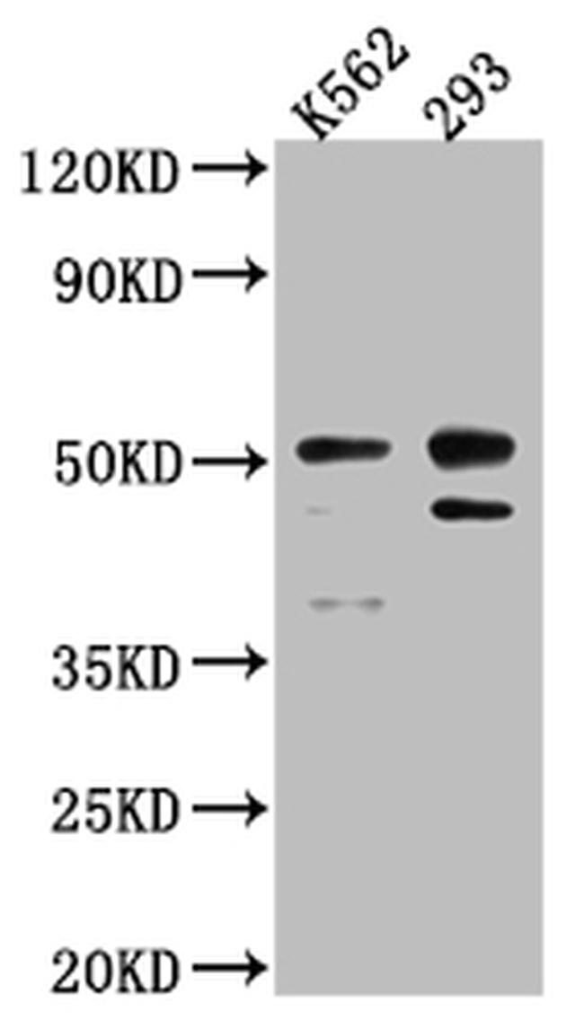 Caspase 2 Antibody in Western Blot (WB)