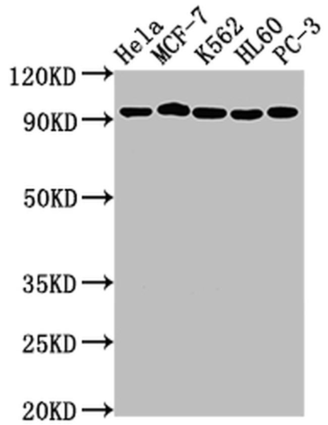 TOP1 Antibody in Western Blot (WB)