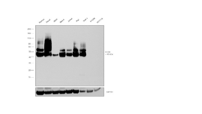 CD38 Antibody in Western Blot (WB)