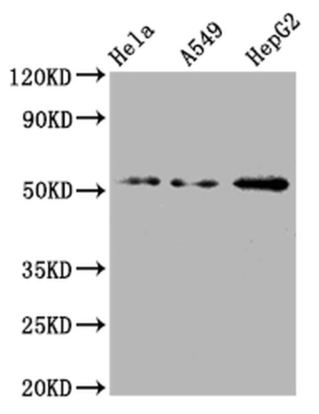 CD47 Antibody in Western Blot (WB)