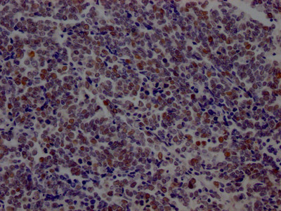 DNA Ligase I Antibody in Immunohistochemistry (Paraffin) (IHC (P))