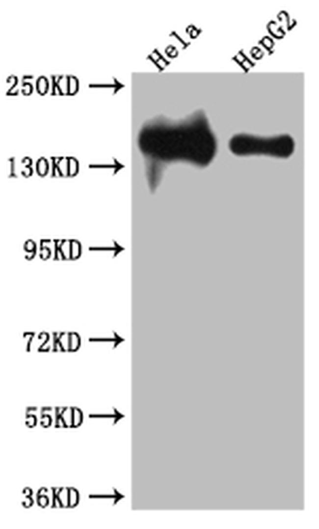 DNA Ligase I Antibody in Western Blot (WB)