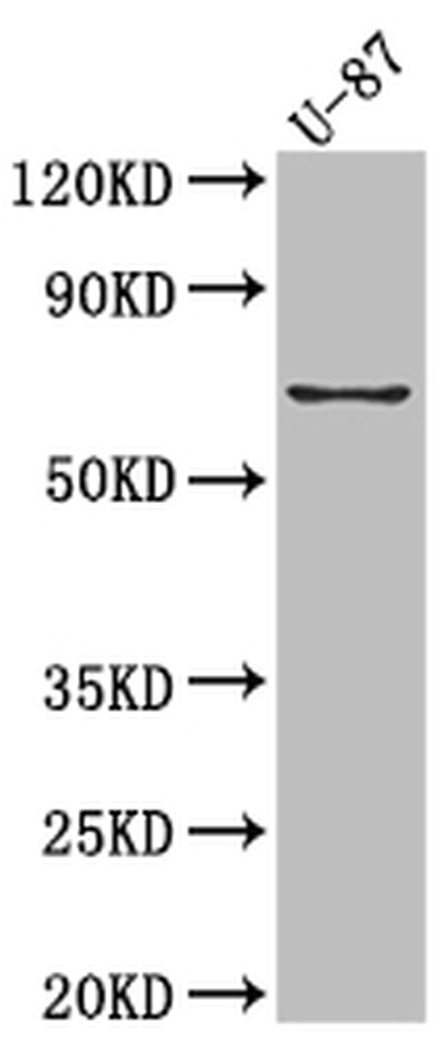 COX2 Antibody in Western Blot (WB)