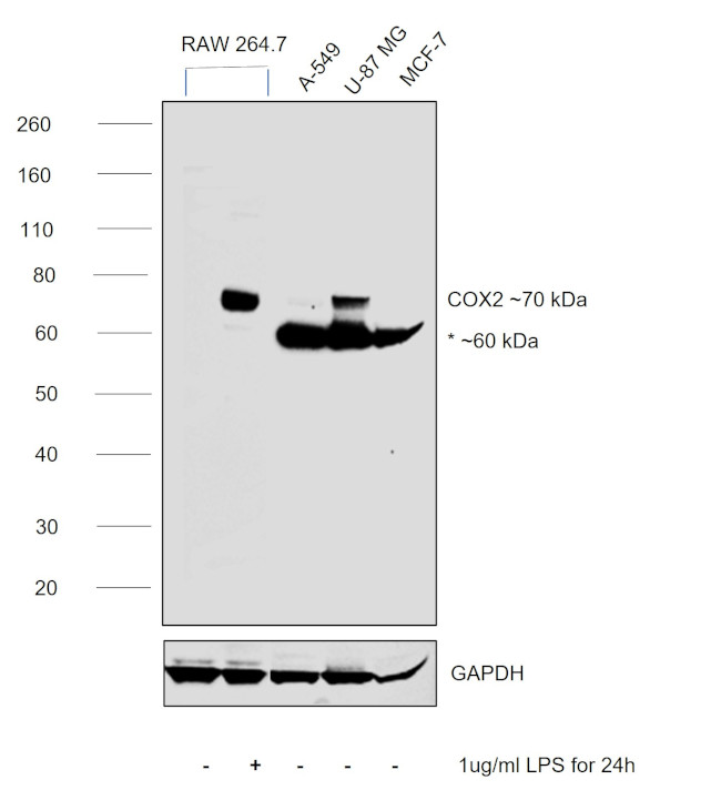 COX2 Antibody in Western Blot (WB)