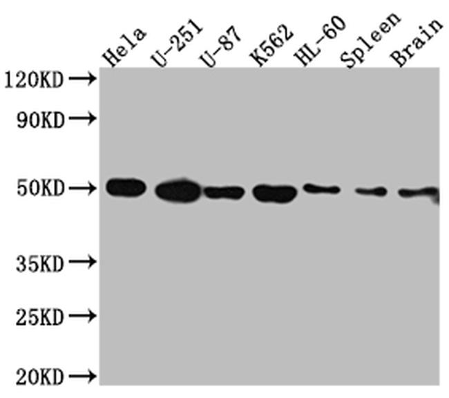 DRD3 Antibody in Western Blot (WB)