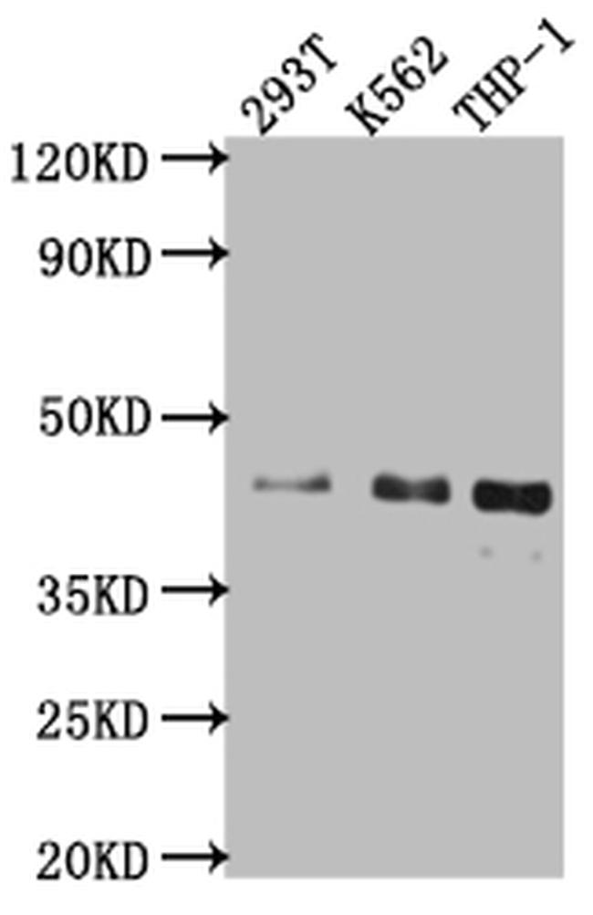 ISL1 Antibody in Western Blot (WB)