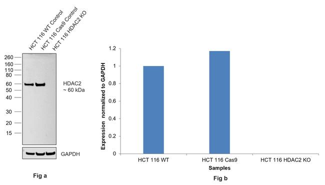 HDAC2 Antibody