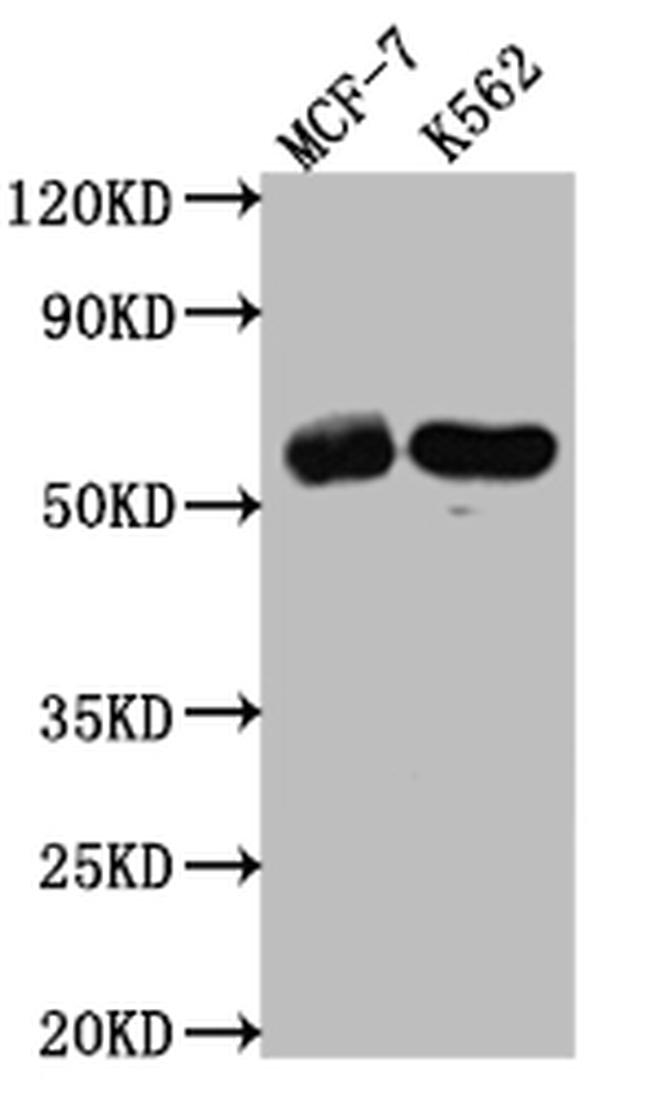 HDAC2 Antibody in Western Blot (WB)