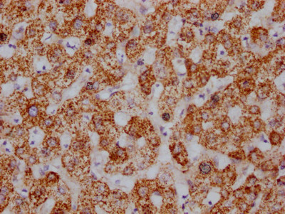 HSP60 Antibody in Immunohistochemistry (Paraffin) (IHC (P))