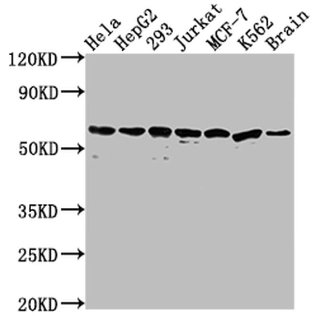 HSP60 Antibody in Western Blot (WB)