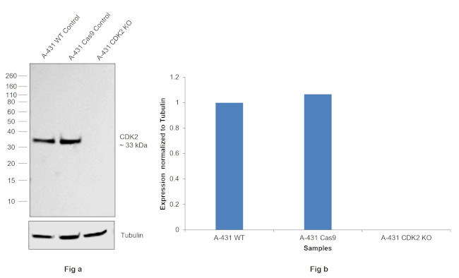 CDK2 Antibody