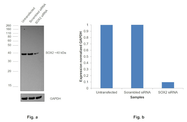 SOX2 Antibody in Western Blot (WB)