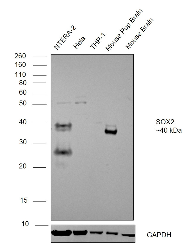 SOX2 Antibody in Western Blot (WB)