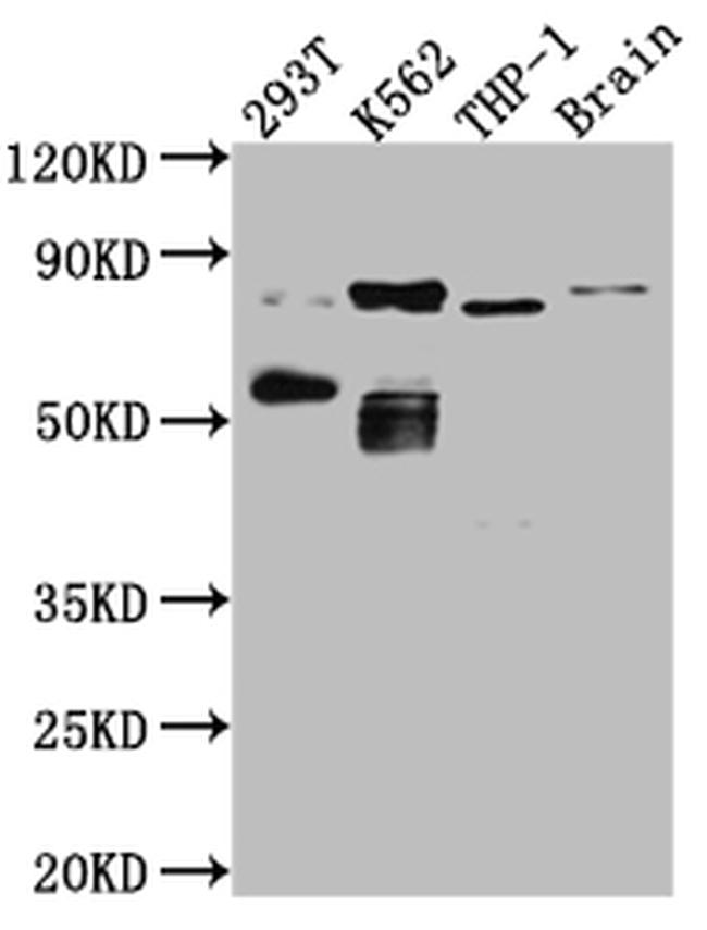 PKC theta Antibody in Western Blot (WB)