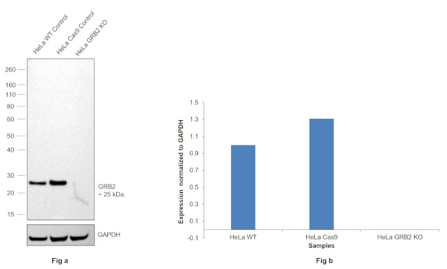 GRB2 Antibody in Western Blot (WB)