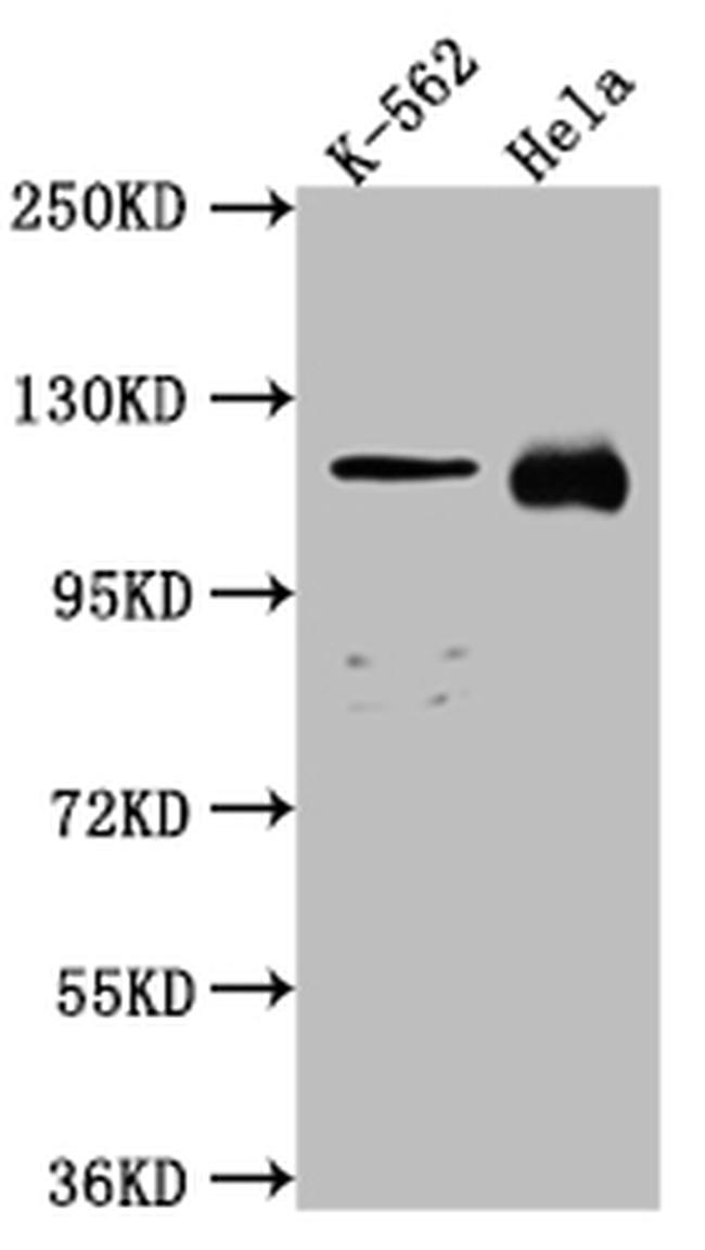 NUP98 Antibody in Western Blot (WB)