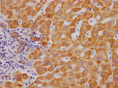 MAOB Antibody in Immunohistochemistry (Paraffin) (IHC (P))