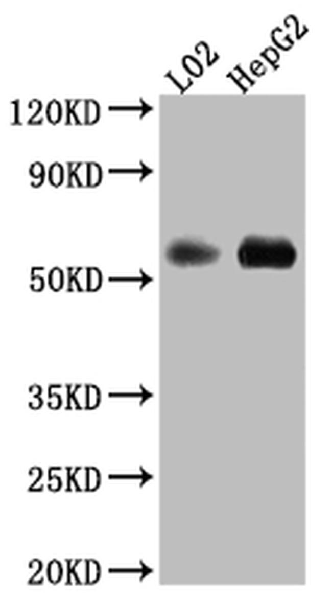 MAOB Antibody in Western Blot (WB)