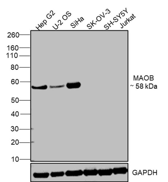 MAOB Antibody in Western Blot (WB)