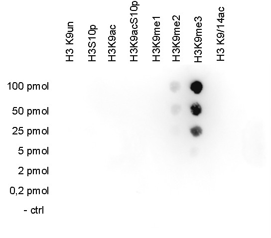 H3K9me3 Antibody in Dot Blot (DB)