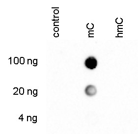 5-Methylcytosine Antibody in Dot Blot (DB)