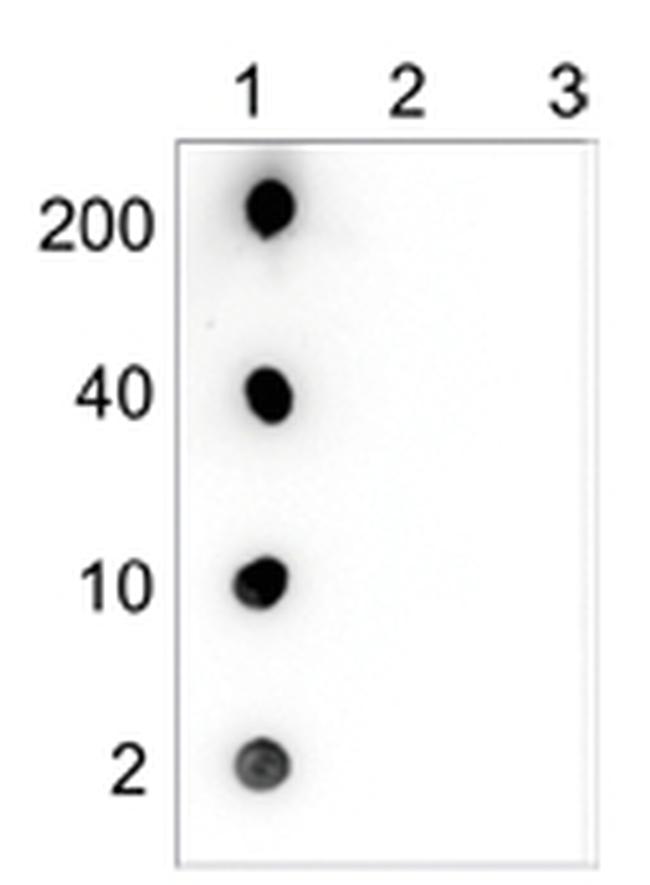 5-hydroxymethylcytosine Antibody in Dot Blot (DB)