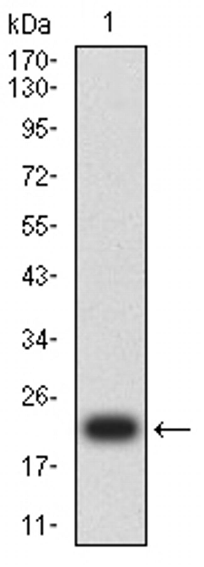 ACTH Antibody in Western Blot (WB)