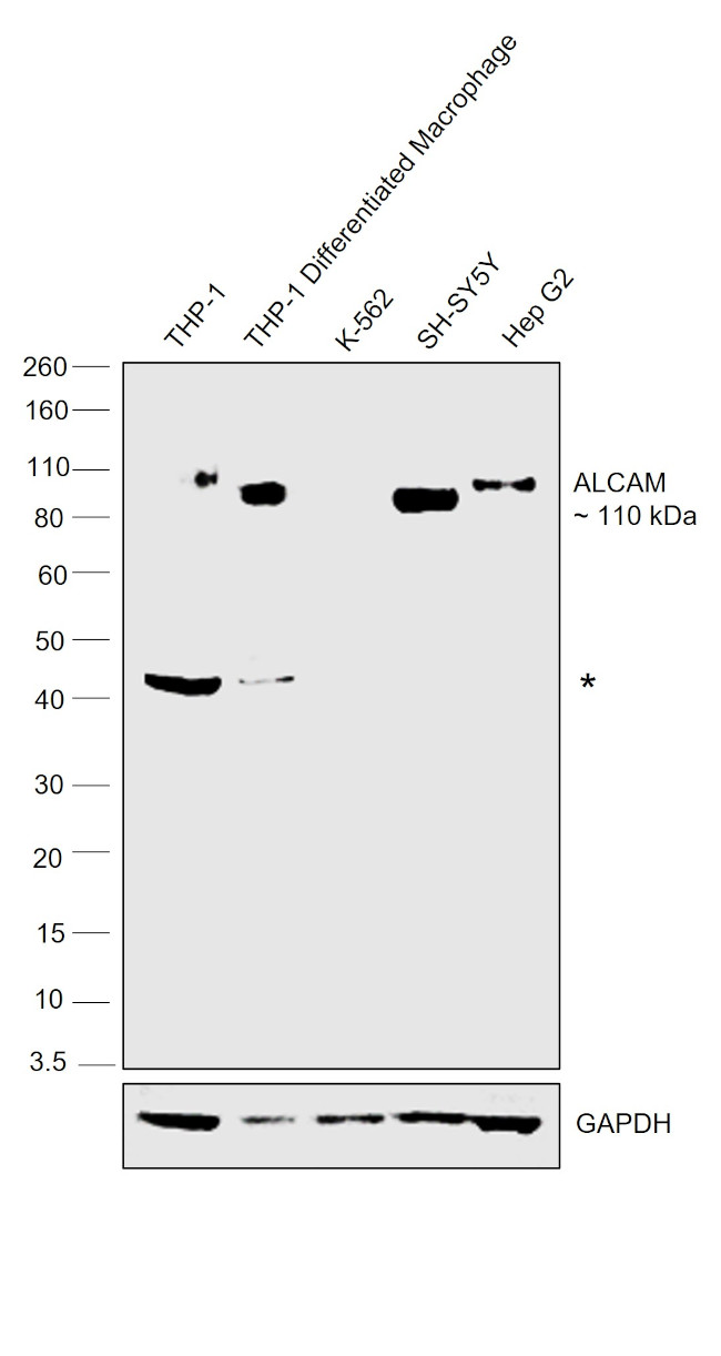 CD166 Antibody in Western Blot (WB)