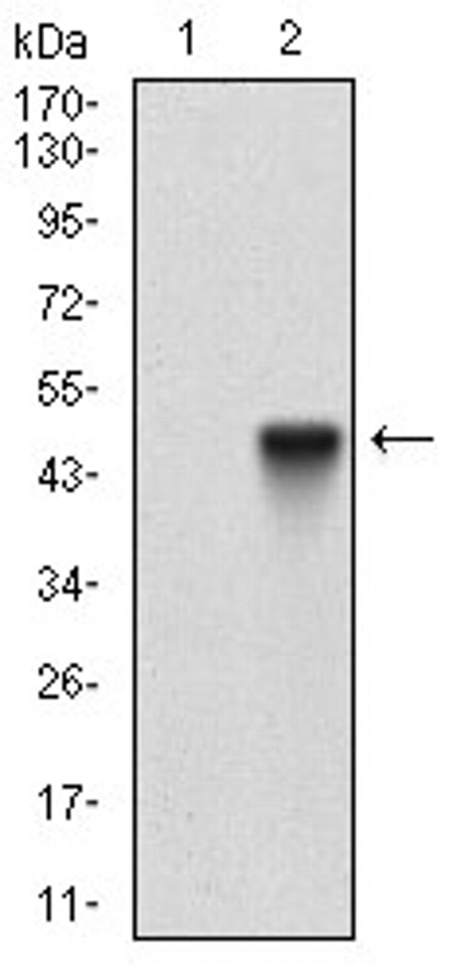 CD166 Antibody in Western Blot (WB)