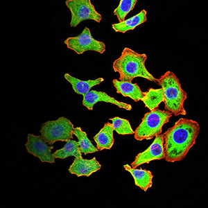 ARF1 Antibody in Immunocytochemistry (ICC/IF)