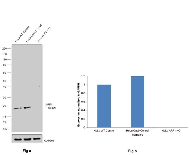 ARF1 Antibody in Western Blot (WB)