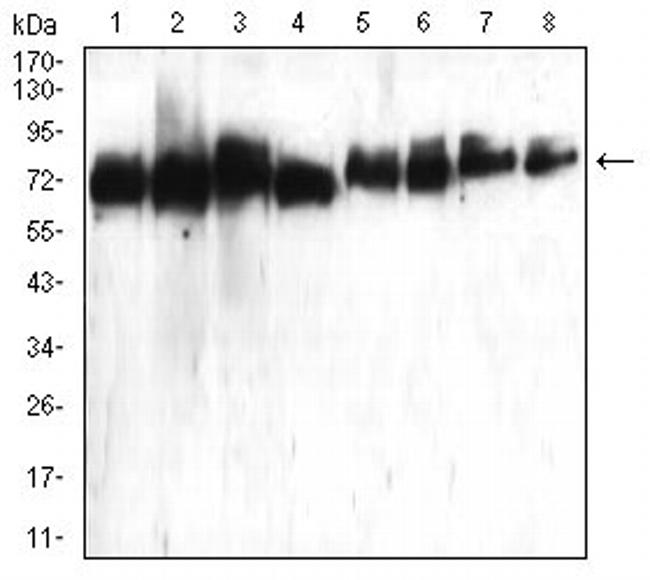 ATG16L1 Antibody in Western Blot (WB)