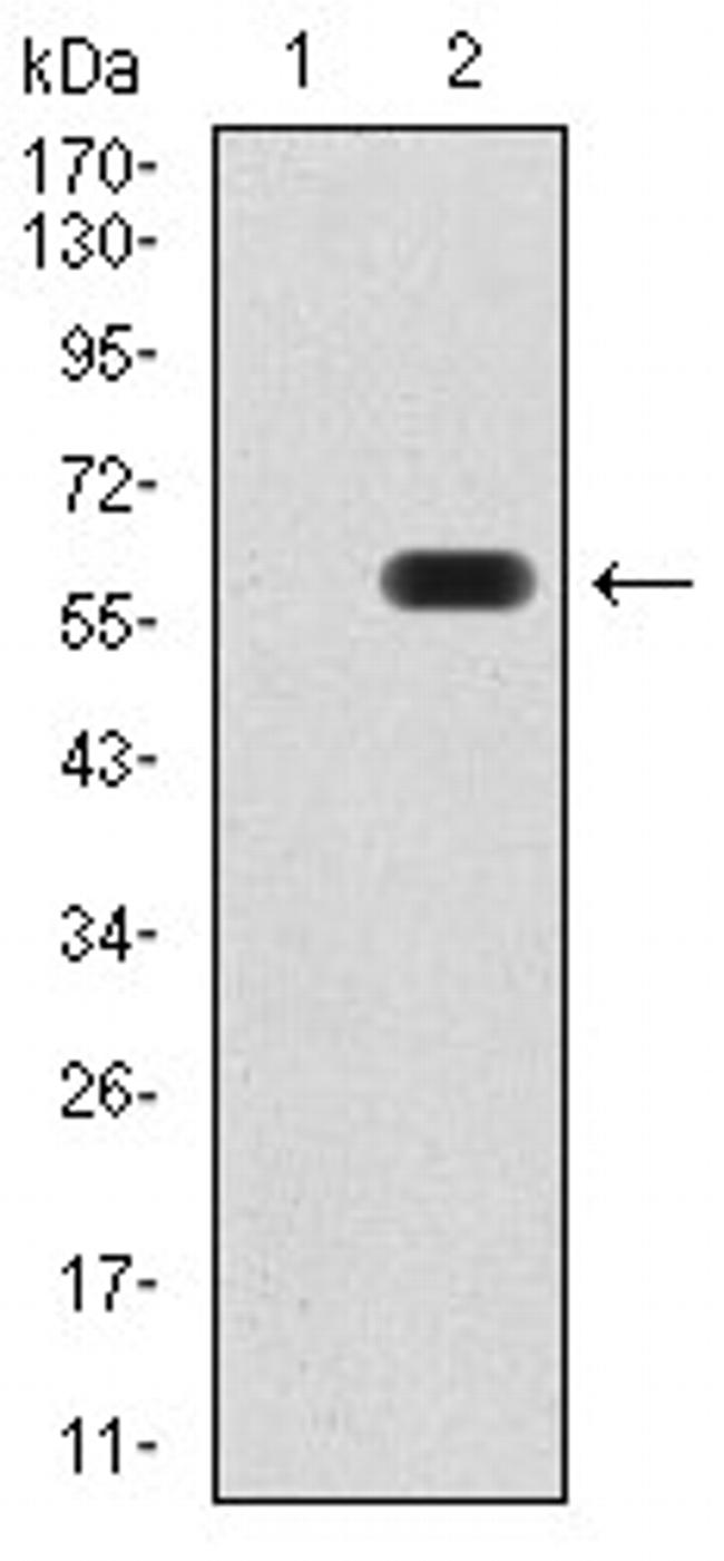 ATG16L1 Antibody in Western Blot (WB)