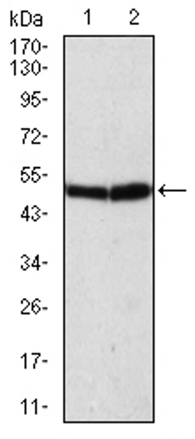 ATG5 Antibody in Western Blot (WB)