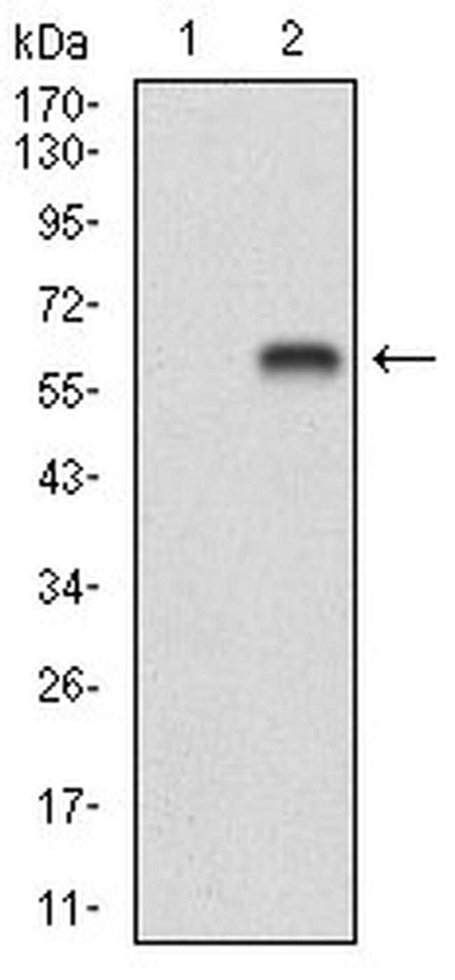 BDNF Antibody in Western Blot (WB)