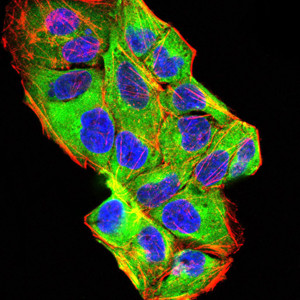 BMP-2 Antibody in Immunocytochemistry (ICC/IF)