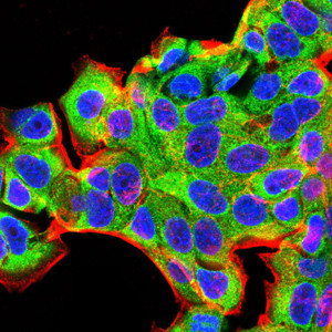 BMP-2 Antibody in Immunocytochemistry (ICC/IF)